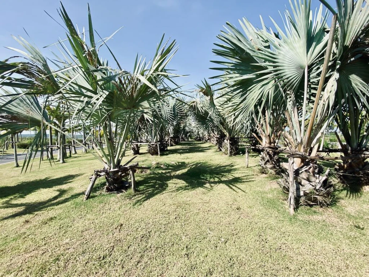 Ухоженные прогулочные дорожки