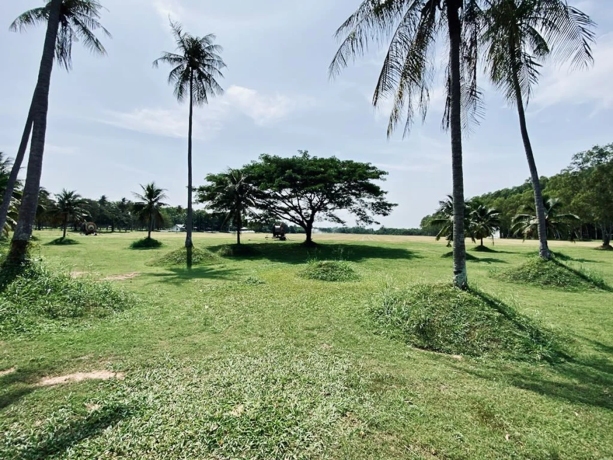 Шикарное дерево