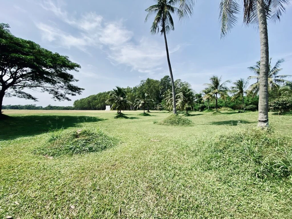 Шикарное дерево