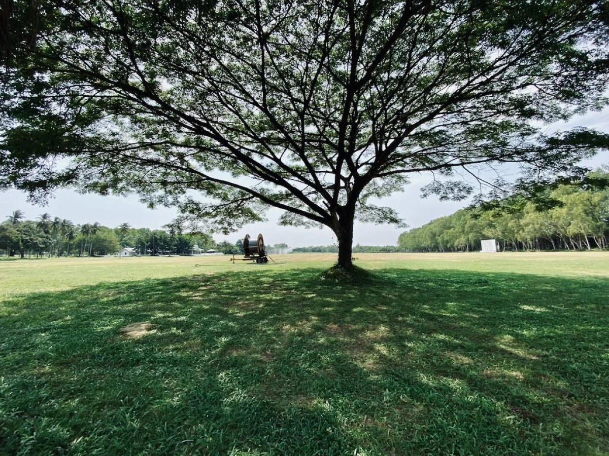 Шикарное дерево