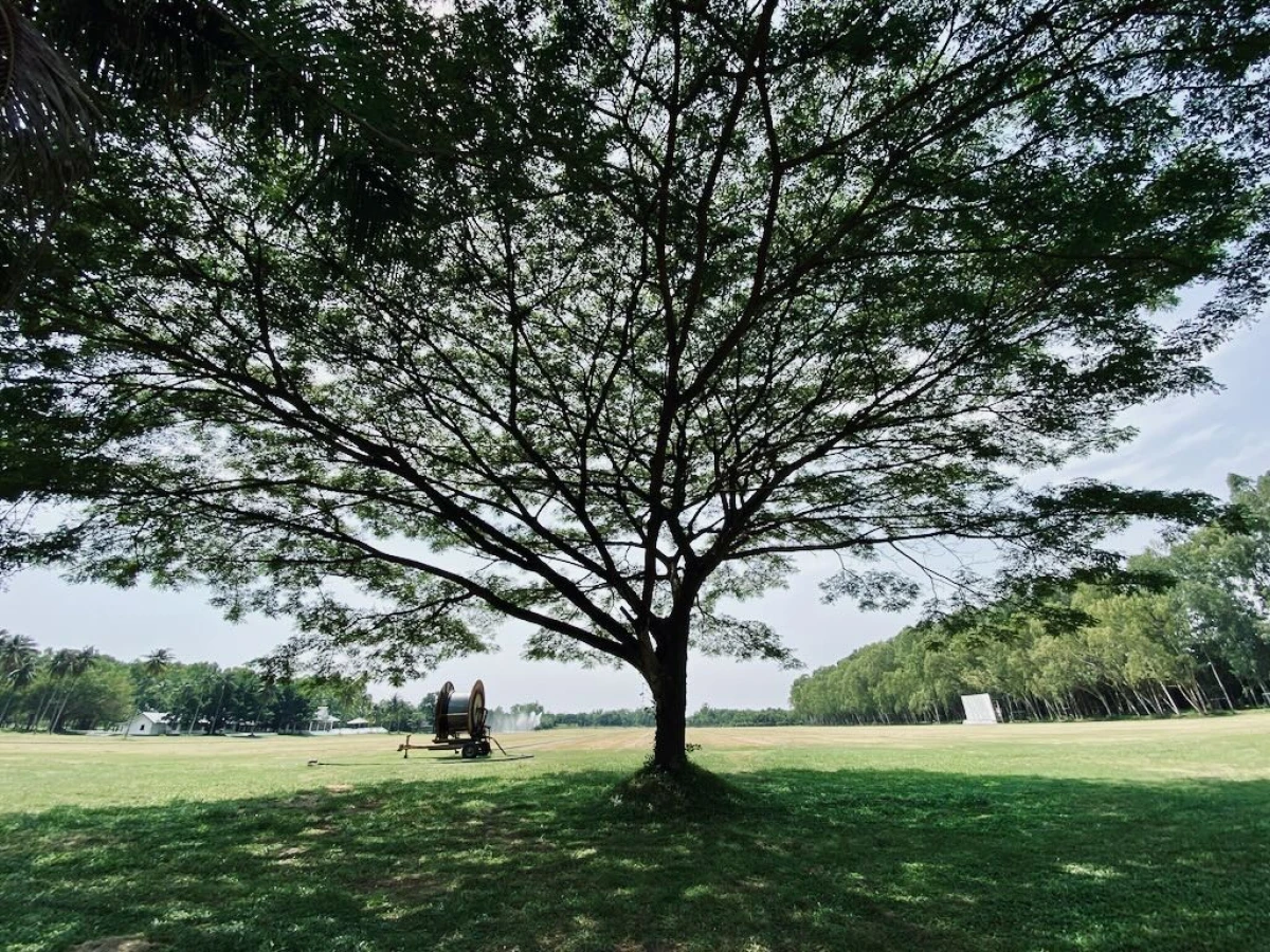 Шикарное дерево