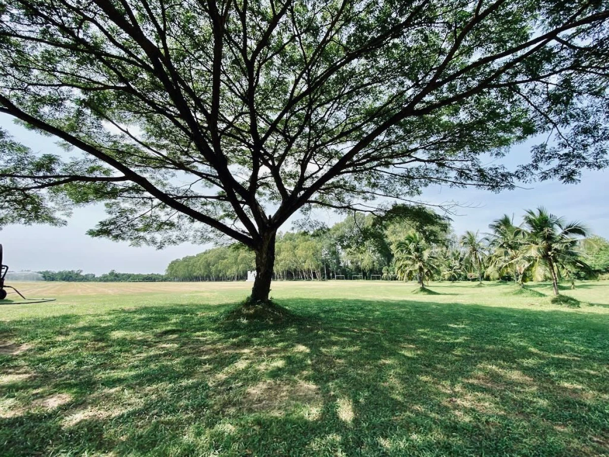 Шикарное дерево