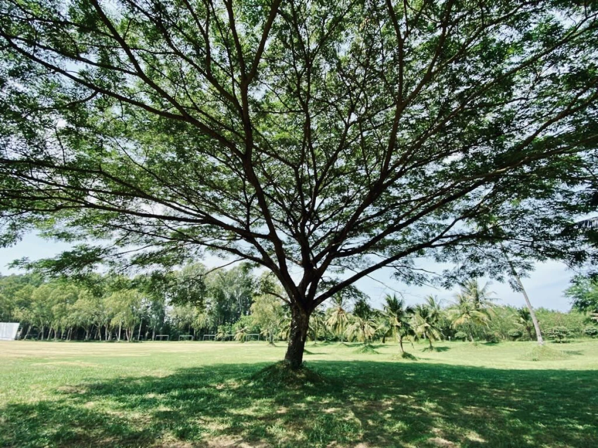 Шикарное дерево