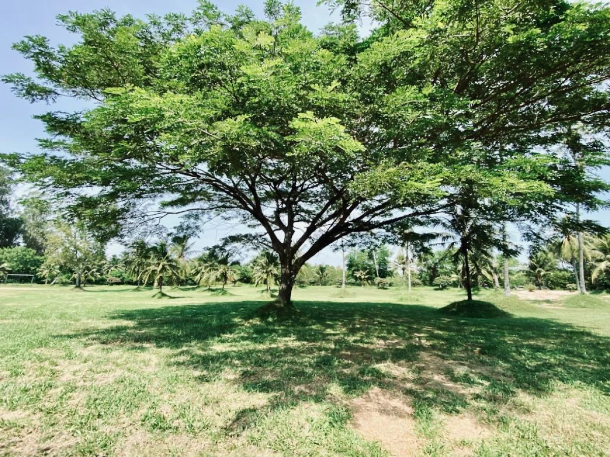 Шикарное дерево