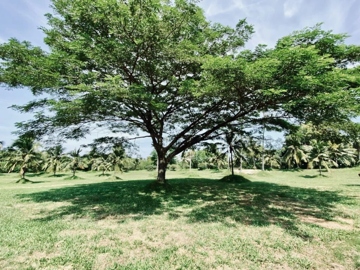 Шикарное дерево