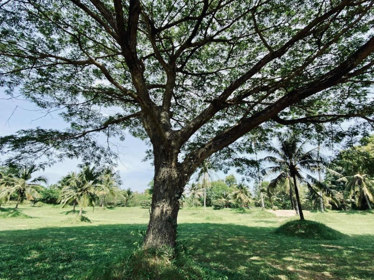 Шикарное дерево