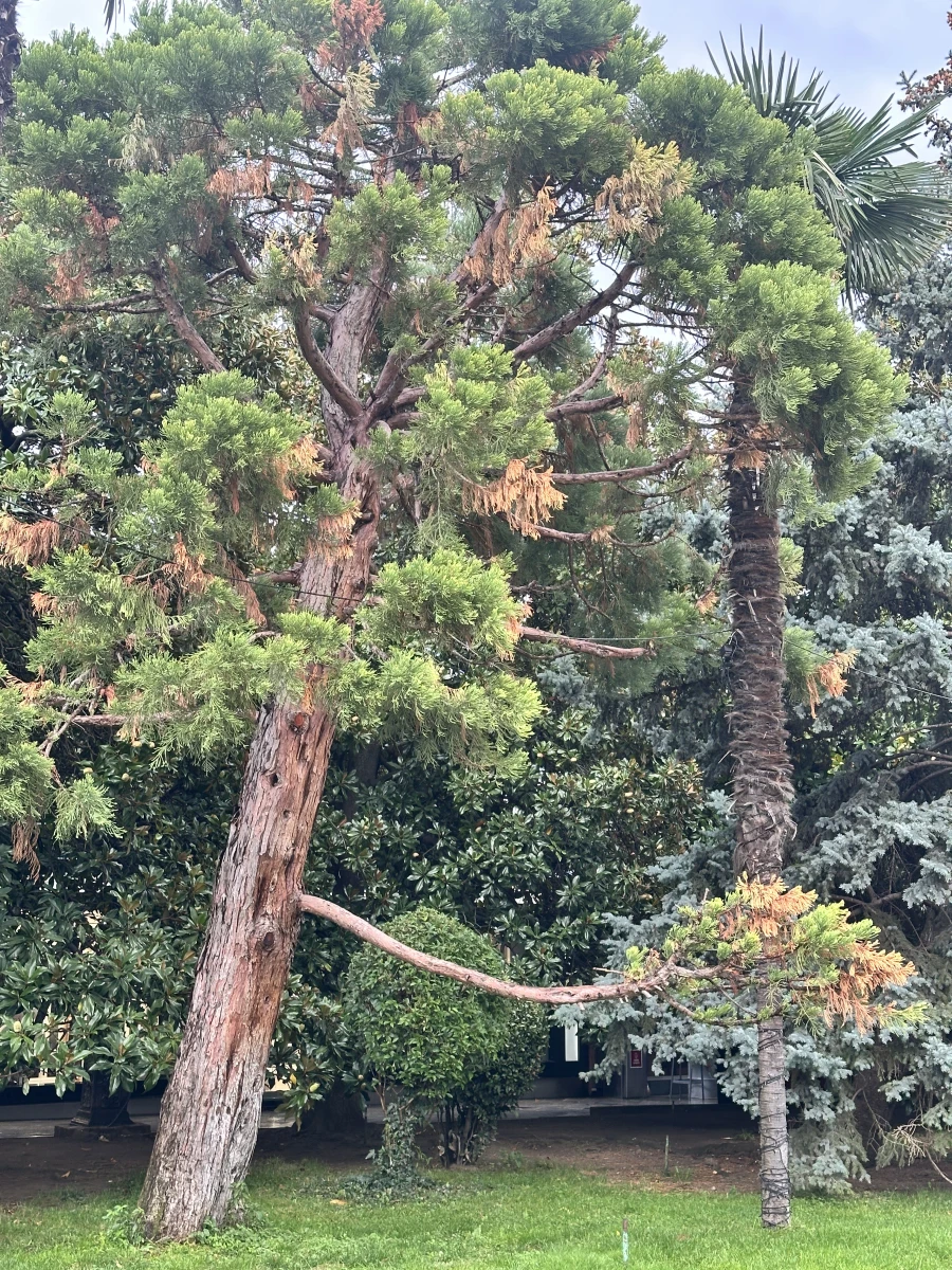 площадь Ленина в Ялте